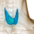 Understanding Thyroid Disorders: A Comprehensive Guide