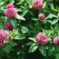 Natural Hormone Replacement Therapy: Understanding Red Clover