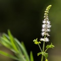 Black Cohosh: A Natural Alternative for Menopausal Symptoms