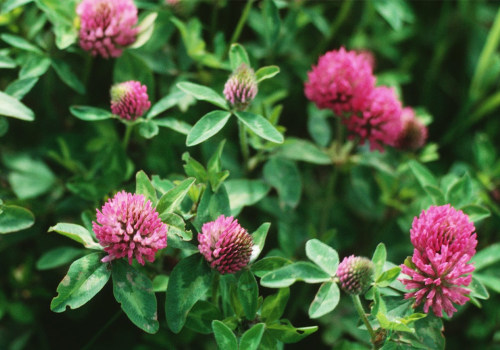 Natural Hormone Replacement Therapy: Understanding Red Clover