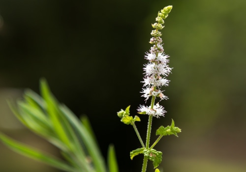 Black Cohosh: A Natural Alternative for Menopausal Symptoms